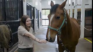 Meet the oldest Hackney horse working at the Grand Hotel on Mackinac Island [upl. by Wadsworth]