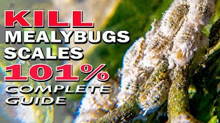 Best Ways to Kill Mealybugs and Scale Insects 101  Complete Guide [upl. by Abixah877]