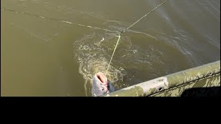 Trotline Fishing June 2024 Part 2 [upl. by Dabney]