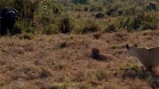 Buffalo resting in the bush comes out to find a lion pride waiting for him [upl. by Haveman]