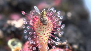 Sundew Carnivorous Plant Eating Fly 4K Timelapse [upl. by Kimmel656]