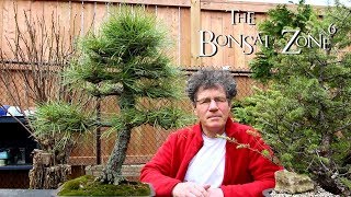 Re potting my Austrian Pine Bonsai The Bonsai Zone April 2019 [upl. by Cassey]