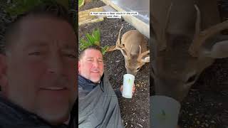 Man saves a deer stuck in the mud and then deer babydeer shorts [upl. by Iruy]