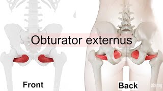 obturator externus [upl. by Yenffad]