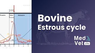 Bovine estrous cycle [upl. by Nolita]