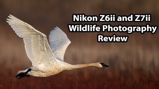 Nikon Z6ii and Z7ii Wildlife Photography Review [upl. by Aihseken]