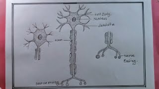 how to draw nervous cell easy waynervous cell drawing [upl. by Haissem]