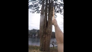 SAVING A BIG CEDAR TREE [upl. by Linda835]