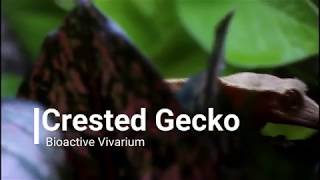 Crested Gecko Bioactive Vivarium [upl. by Yuzik]