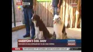 Dev köpek Alabay Show köpekleri Border Collie ve koruma eğitimli Doberman Habertürkte [upl. by Aulea]