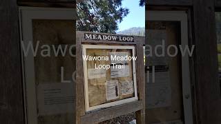 Wawona Meadow Loop Trail Yosemite Dog Friendly Trail [upl. by Olaznog858]