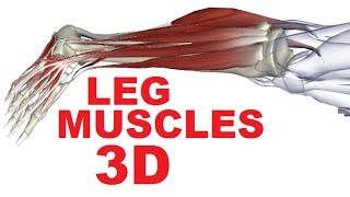 Muscles of the Leg Anatomy Part 4  Lateral Compartment [upl. by Ransom]