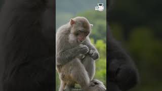 Origin of Homosapiens  Shorts  Abhishek Kumar  StudyIQ IAS Hindi [upl. by Rina]