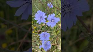 Chicórias em flores 💜💙💜💙💜💙chicoriaemfloreschicoria [upl. by Stroup]