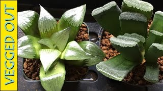 HAWORTHIA SUCCULENT PLANT CARE  WHEN amp HOW TO WATER  TRUNCATA MORE [upl. by Sousa]