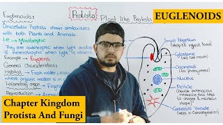 Euglenoids  Plant Like Protists Algae  Chapter protista and Fungi [upl. by Calvina]