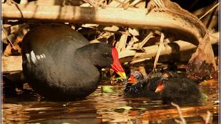 Common Moorhen call [upl. by Amluz]