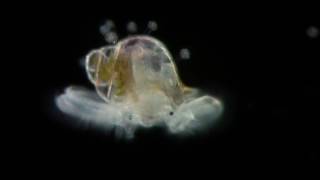 Veliger  planktonic larva of many kinds of molluscs [upl. by Sybille]