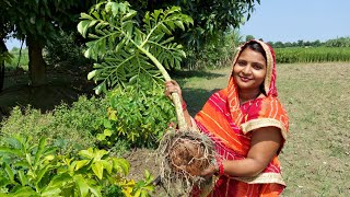 🍗नॉनवेज खाना भूल जाएंगे जब 🥘मसालेदार सूरन बनाएँगे मेरे तरीके से जिमीकंद की रसेदार सब्जी Suran Sabji [upl. by Norra]