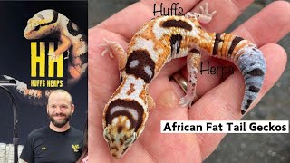 African Fat Tail Gecko Tips  with Expert Seth Hoffpauir 🦎 🦎 [upl. by Joshi]