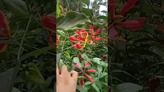 Gloriosa SuperbaClimbing LilyFlame lily flower natue shortsviralytshots [upl. by Adnylam263]