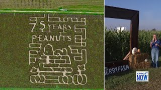 Think you can navigate this giant corn maze Find out at Dewberry Farm Fall Festival [upl. by Jauch]