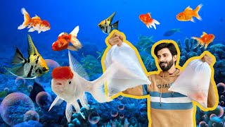 Angel Fish aur Lion Head Goldfish a Gyi 🥳 [upl. by Evans]