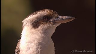 Kookaburra Dacelo novaeguineae 4 [upl. by Edmunda414]