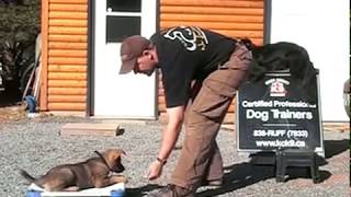 AMAZING PUPPY TRAINING German Shepherd quotCitoquot 8 Weeks Old [upl. by Aytnahs]