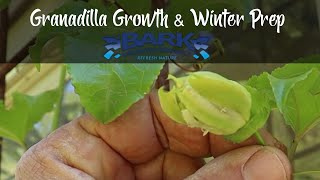 Granadilla  Passion Fruit Growth and winter prep [upl. by Hawthorn]