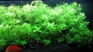 Hygrophila polysperma [upl. by Audwin]