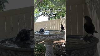 Brownheaded cowbirds take a bath [upl. by Keelin774]