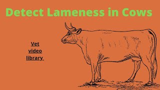 Lameness Detection In Cows [upl. by Hurst]