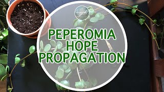 Peperomia Hope Propagation [upl. by Laney]