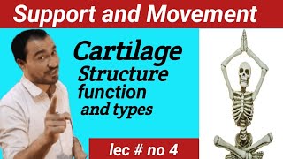 CartilageStructure and types lecture education viralvideo biology [upl. by Vivyan]