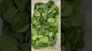 How to keep your spinach fresh [upl. by Unam]