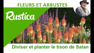 Comment transplanter et diviser le Kniphofia ou tison de Satan [upl. by Auj]