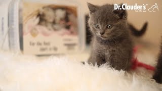 DrClauder´s Kitten  Club 🐾 Britisch Kurzhaar Kitten 💙 [upl. by Muffin]