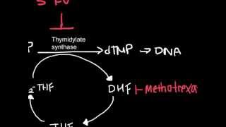 How Antineoplastic Work chemotherapy [upl. by Li390]