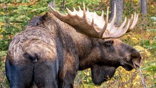 Big Bull Moose with Cow and Calf During the Rut [upl. by Irneh]