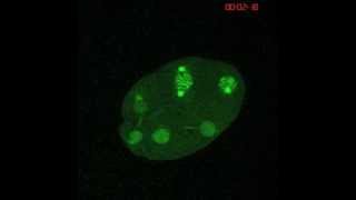 C elegans early cell divisions [upl. by Stutsman]