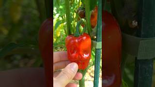 How to Store and Freeze Fresh Jalapeño Peppers [upl. by Shanleigh564]