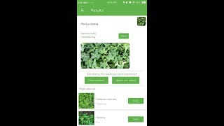 PlantSnap identifies a Common Ivy Hedera helix [upl. by O'Meara]