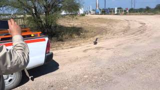 Roadrunner vs Rattlesnake [upl. by Noemi640]