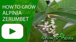 How to grow Alpinia zerumbet [upl. by Ketti]