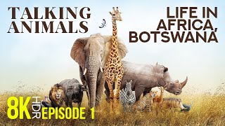 Animals Talking about Life in Africa Botswana  8K HDR Narrated Educational Film  Part 1 [upl. by Leunammi]