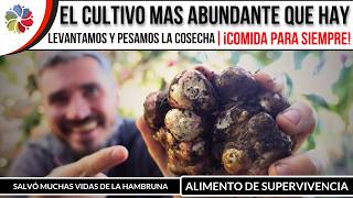 🥔 ¡COMIDA para SIEMPRE ¡ALIMENTO de SUPERVIVENCIA  Este CULTIVO ROMPE TODOS los RECORDS 🏆🏆🏆 [upl. by Bowlds]