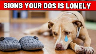 5 Signs Of Loneliness In Dogs You Should NEVER IGNORE [upl. by Loughlin941]