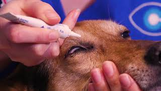 How to apply ointment to your dogs eyes [upl. by Teodoro]