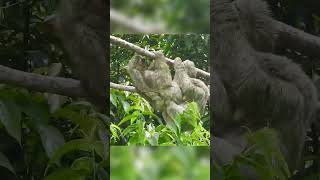 🦥Sloth Mating [upl. by Niraa]